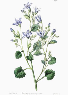 Dalmatian Bellflower Poste