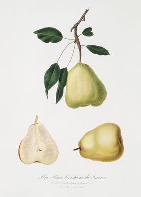 Pear Pyrus Communis From P
