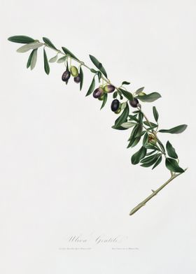 Olives Olea Sativa Italica
