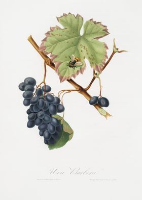 Barbera Grape Vitis Vinife