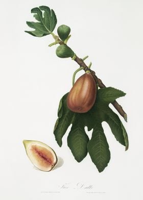 Fig Ficus Carica Sativa Fr