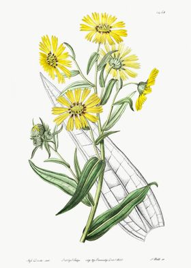 Yellow Daisy Poster