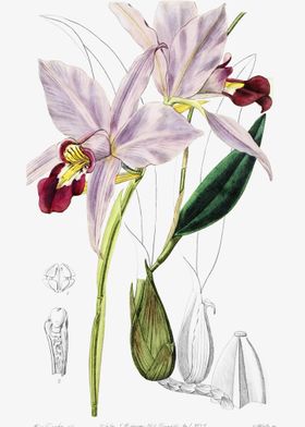 Cattleya Flower Poster