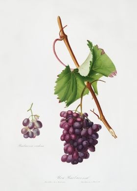 Grape Barbarossa Vitis Vin