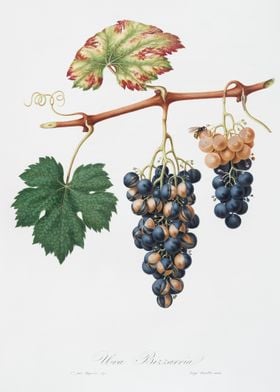 Summer Grape Vites Vinifer