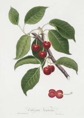 Sour Cherry Cerasus Cordif
