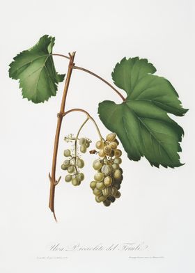Friuili Grape Vitis Vinife