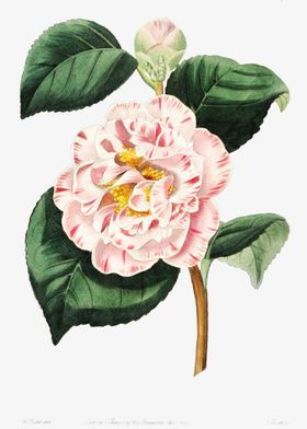 Camellia Flower Poster