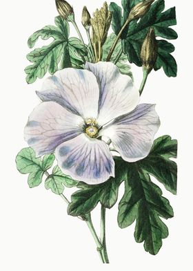 White Hibiscus Poster