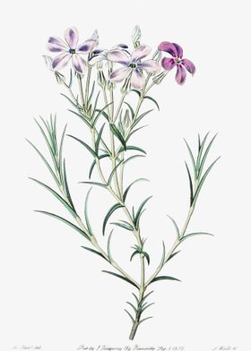 Showy Phlox Poster