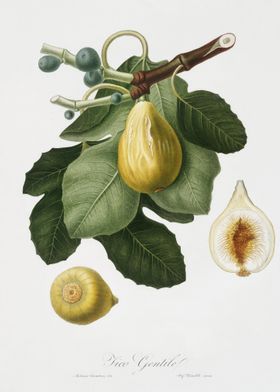 Common Fig Ficus Carica Sa