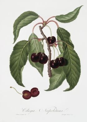HardFleshed Cherry Cerasus