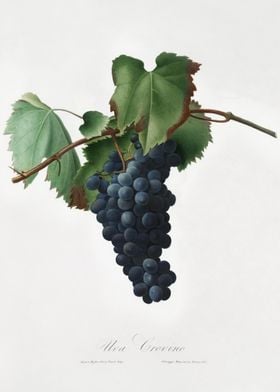 Grape Vine Vitis Vinifera 