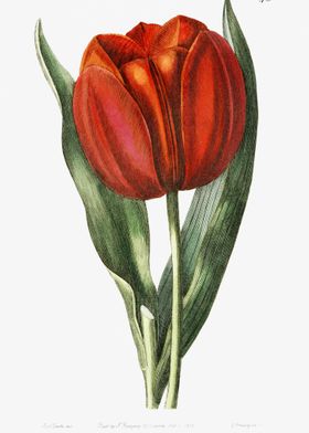 Tulip Poster