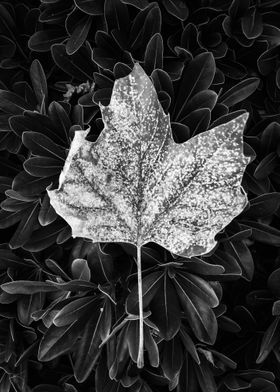 closeup leaves texture
