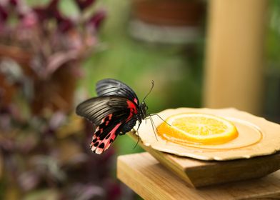 Butterfly and a lemon