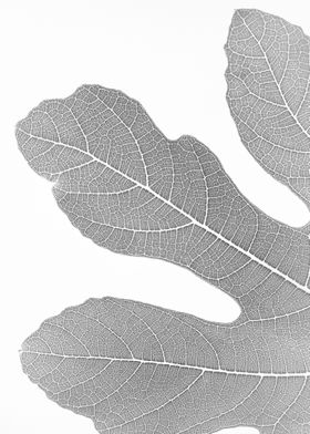Fig Leaf Texture 1