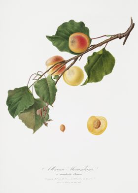 Apricot Armeniaca Alexandr