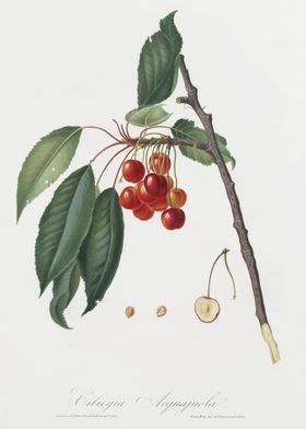 Cherry Prunus Avium From P