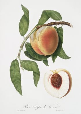Peach Persica Sativa From 