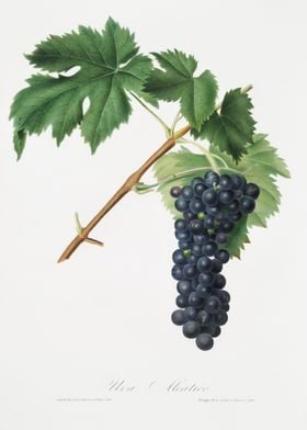 Black Aleatico Grape Vitis