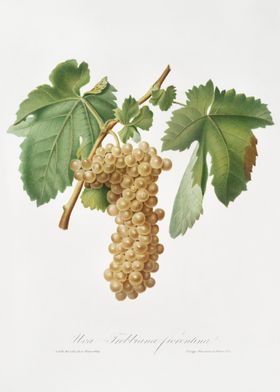 Trebbiano Grapes Vitis Vin