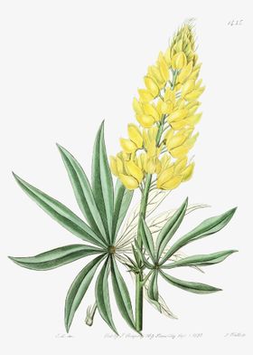 Yellow Bush Lupine Poster