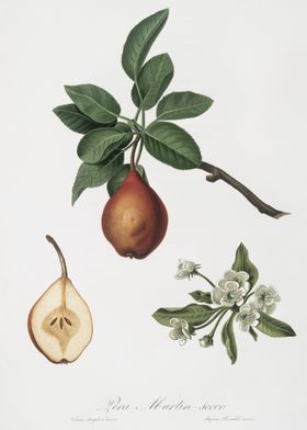 Pear Pyrus Pedemontana Fro