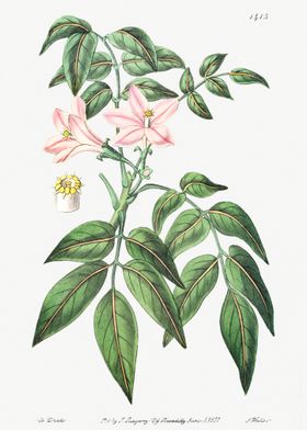 Turraea Pinnata Poster