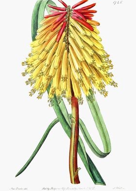 Red Hot Poker Flower Poste