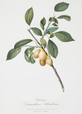 Plum Prunus Damascena From