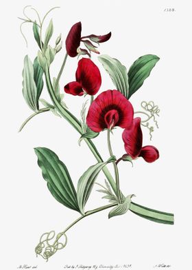 Tangier Pea Poster