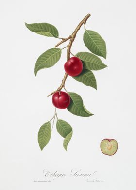 Cherry Plum Myrobalan Plum