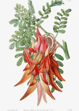 Clianthus Poster