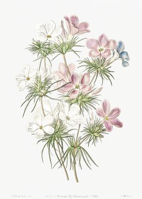 Leptosiphon Flower Poster