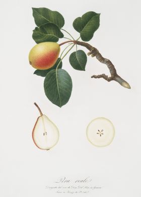 Pear Pyrus Regalis From Po