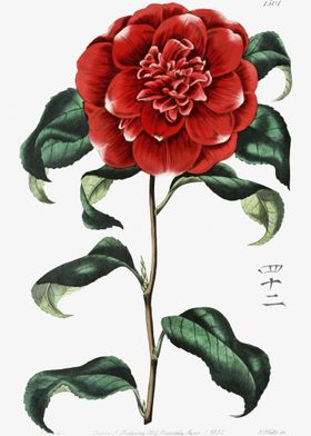 Red Camellia Poster