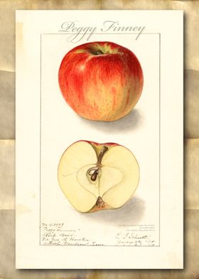 Apple vintage watercolor