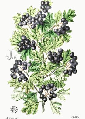 Hawthorn Berries Poster