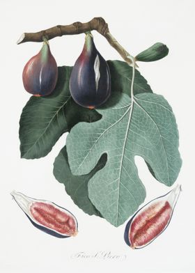 Fig Figus Carica From Pomo