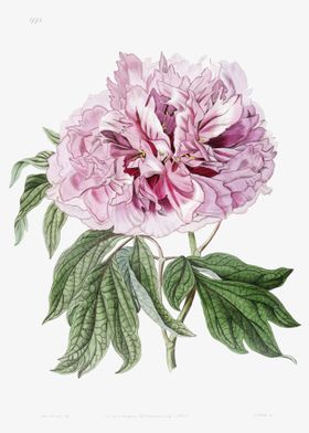 Pink Tree Peony Poster