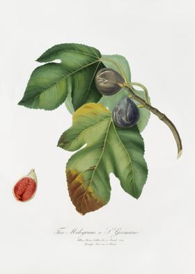 Fig Ficus Carica Sativa Fr