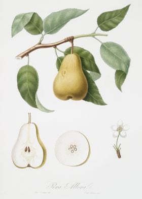 Pear Pyrus Laurina From Po