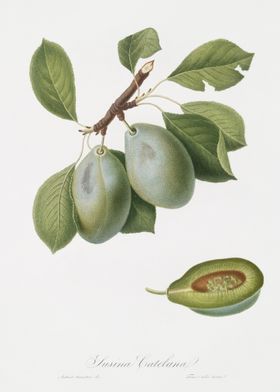 Plum Prunus Catalanica Fro