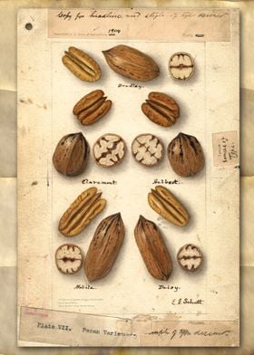 Variations of pecan nuts