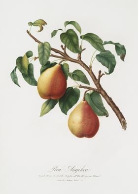 Wild European Pear Pyrus P