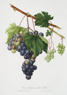Grape From Ischia Viti Vin