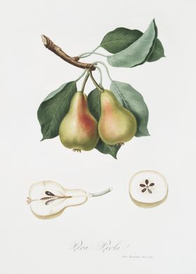 Pear Pyrus Perla From Pomo