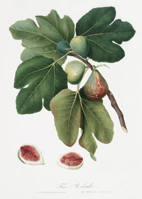 Common Fig Ficus Carica Sa