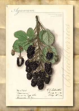 Blackberry watercolor